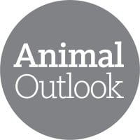 Animal Outlook