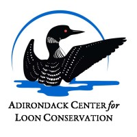 ADIRONDACK CENTER FOR LOON CONSERVATION