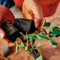 PlantATree - Plant A Tree Australia 