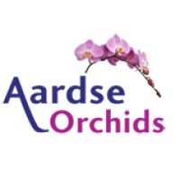 Aardse Orchids