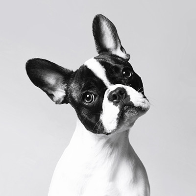 Truffle The Frenchie