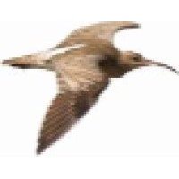Whimbrel Software